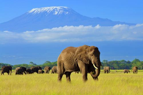 Safari si Sejur Kenya
