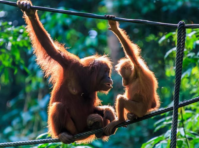 Circuit Malaezia si Brunei - Aventura in Borneo